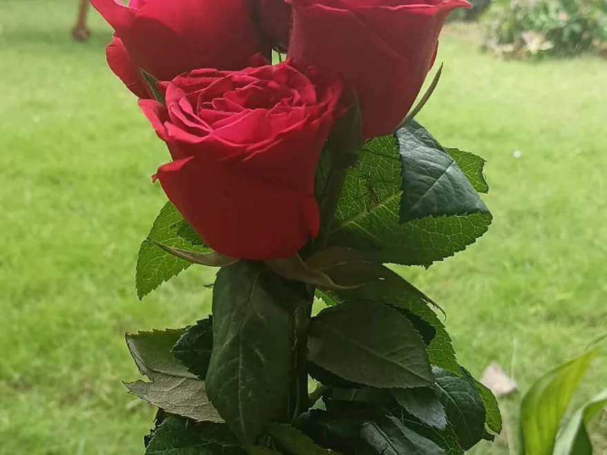 Розы 51 шт